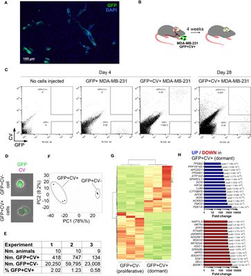 Biglycan and reduced glycolysis are associated with breast cancer cell dormancy in the brain